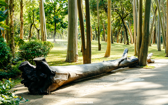 开在公园里的玻璃书房 · 深圳新安静空间