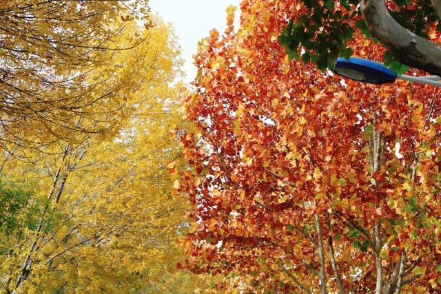 日照街道的这些地方！美极了！