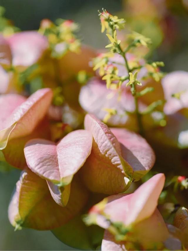 变了变了！秋日翔安，一路“繁花”