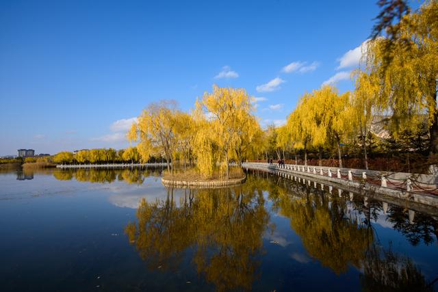定西湖・初冬：柳黄映水 候鸟翩跹