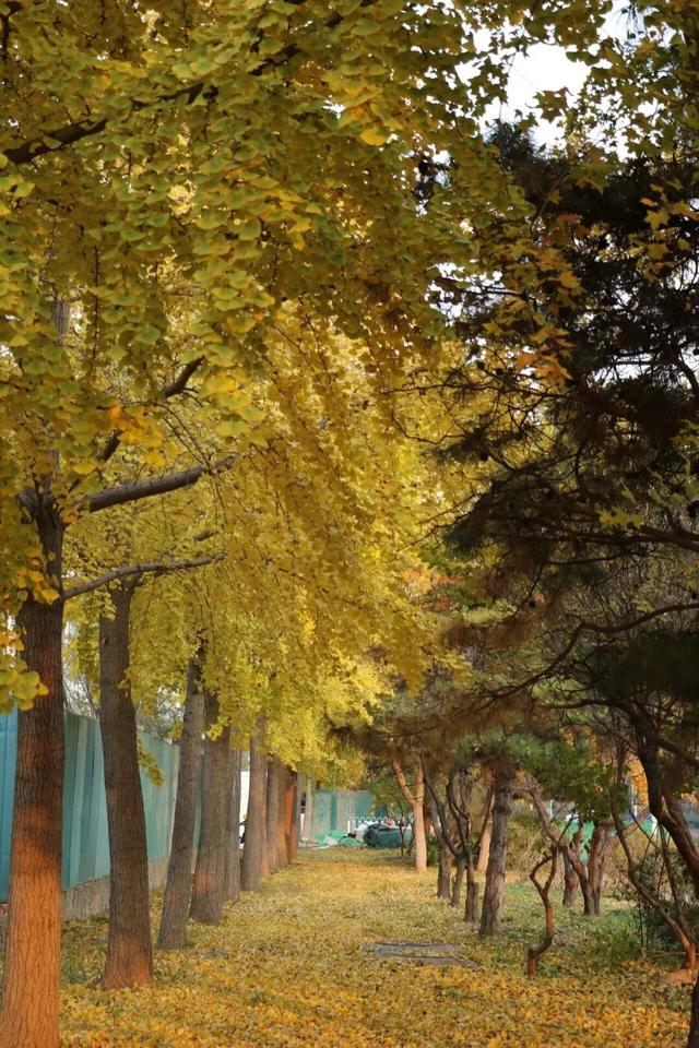 太美了！来副中心，邂逅落叶童话~