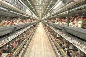日产蛋约7万枚！资阳雁江智能工厂“慧”养鸡图片