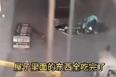 猫咖店里20只猫饿到自相残杀？店主终于回应了！图片