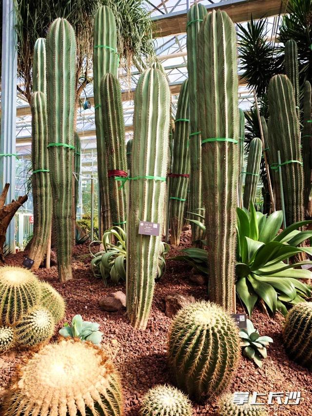 寒冬腊月依然根壮叶绿，省植物园沙生王国邀你来打卡｜组图
