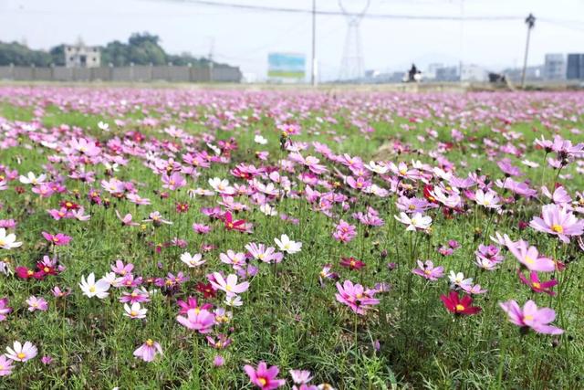 约吗？百亩格桑花海怒放，玉林这个村美出圈