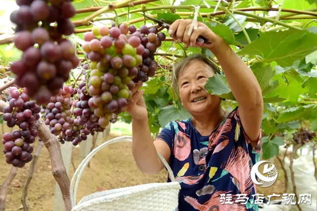 【大美天中】果香四溢 四季如画 泌阳打造旅游避暑胜地
