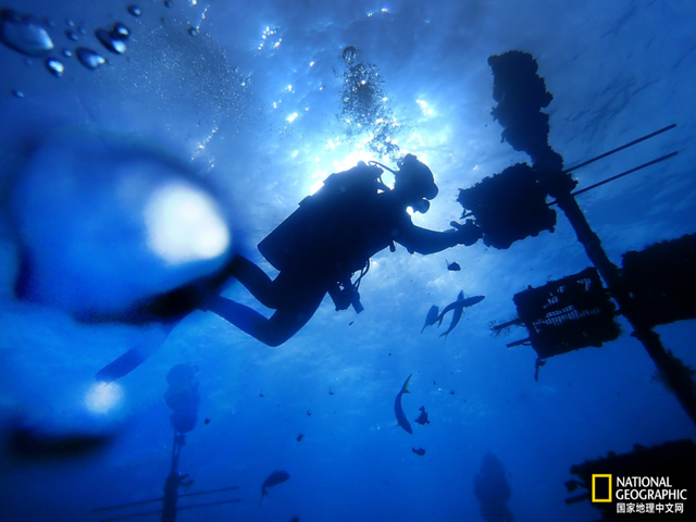 珊瑚礁集体遭热浪重创，关键物种功能性灭绝，20年修复难抵一次高温