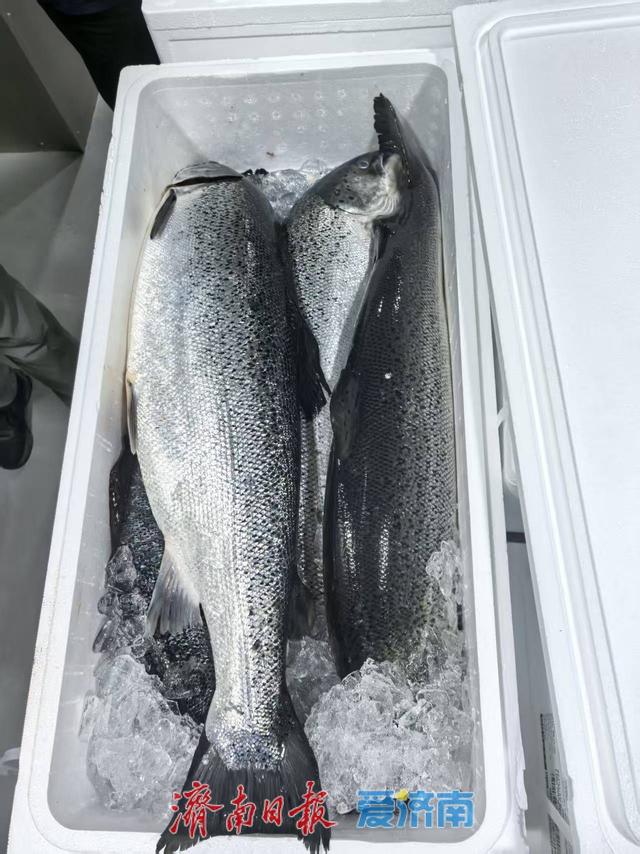 22吨挪威冰鲜三文鱼空运济南，从抵达到通关交付不到2小时