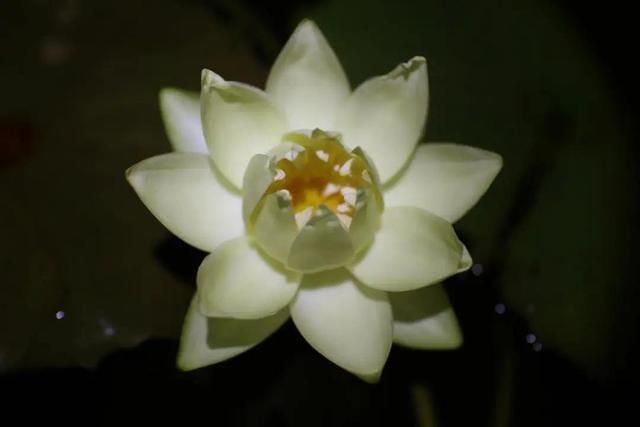 好仙！夜游钱王祠上线，也许能偶遇上“夜班”的傲娇睡莲