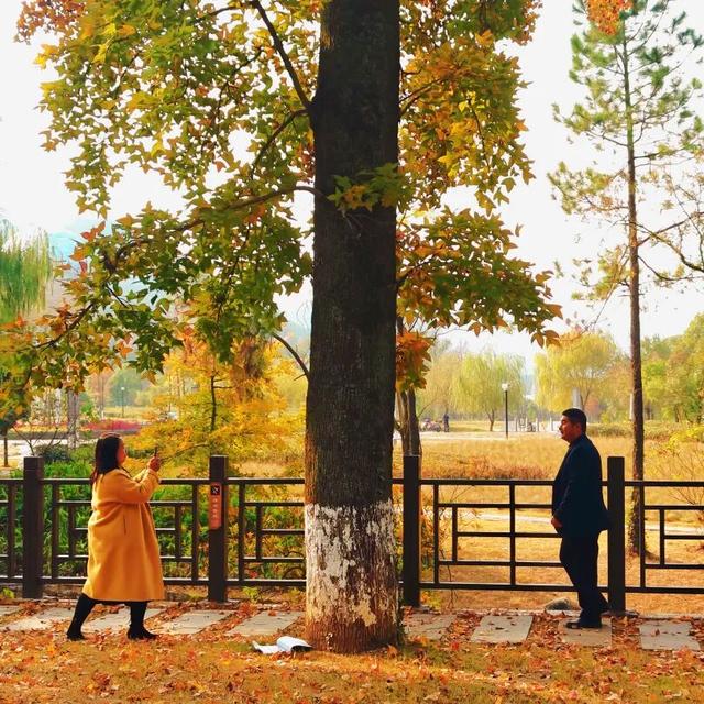 你好，青原山 | 这抹初冬红韵，藏着最热烈的山野浪漫