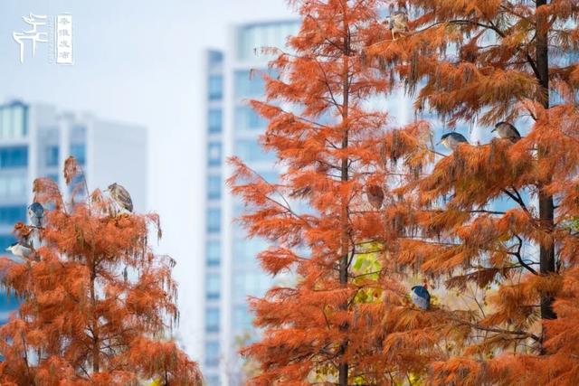 秦淮citywalk｜七桥瓮湿地公园