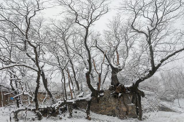 见过徐霞客，进过《山海经》，新密市有棵4000年奇树丨绿美河南有古树③