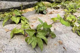 田野里的知识桥梁图片