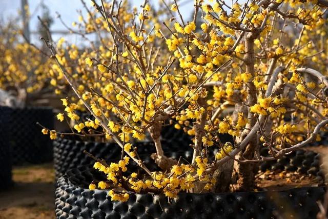 快乐“梅”烦恼！河南赏梅地图来啦！