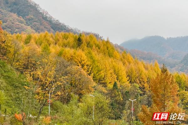 岁暖时刻丨光雾山诺水河那片秋末初冬的景色好撩人