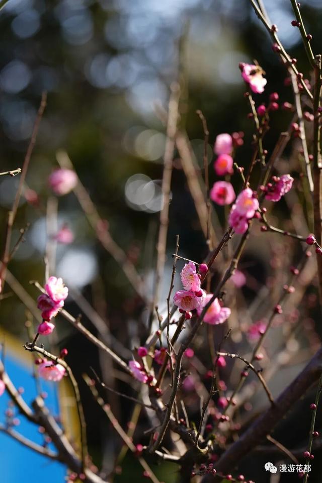 邂逅“梅”好时光！昆明超详细赏梅攻略来了
