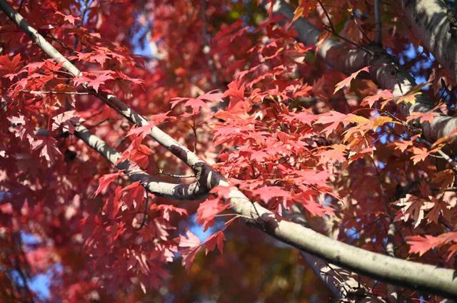 红了~红了，来宿城追“枫”！