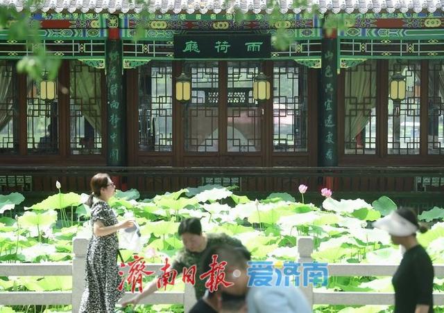 一年四季 泉在济南丨“荷”其有幸相约泉城，济南第39届荷花艺术节开幕了