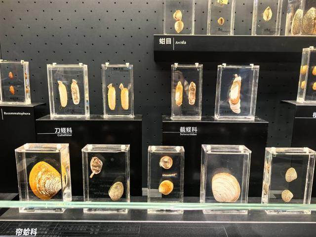 这里是青岛｜海大海洋生物博物馆免费开放，3000余标本展现海底奇幻