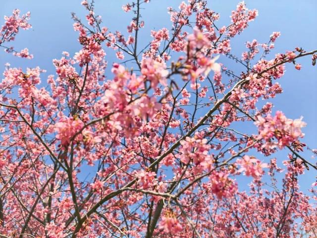 第四届全椒县马厂镇樱花季正式开幕