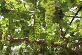 安徽歙县葡萄丰收挂满藤 带动采摘游升温图片