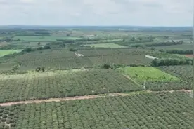 文昌东路1.5万亩“妃子笑”荔枝将于5月中旬陆续上市图片