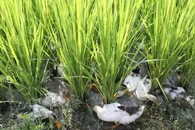 九江市柴桑区：稻田养鸭，一田双收，生态与经济双赢图片