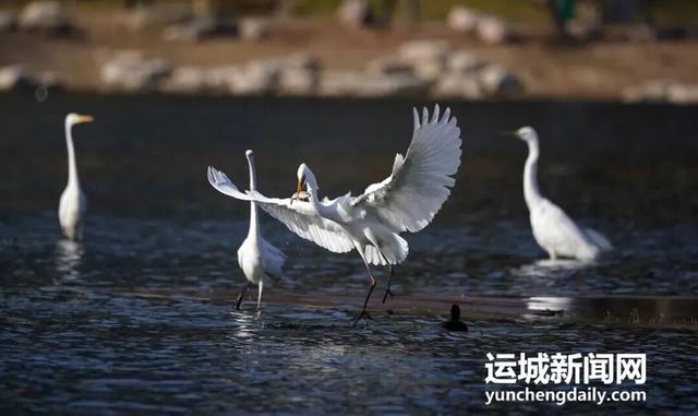 运城九大观鸟胜地邀你共赴冬日童话～