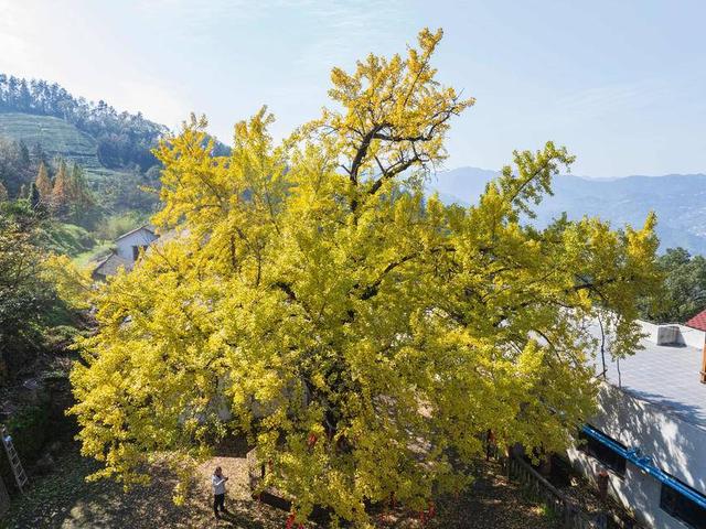 保康：千年银杏披“金甲” 绚烂秋色醉游人