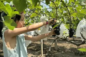 采摘、酿酒，马陆葡萄的花式品尝方式等你解锁图片