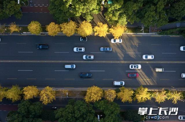 芙蓉路变身“金色大道”｜组图