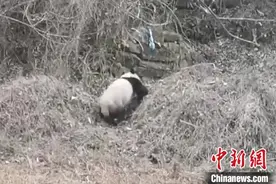 陕西佛坪：一野生大熊猫现身“熊猫村”图片