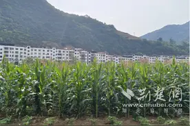 十堰郧西县关防乡：玉米地里话“丰”景图片