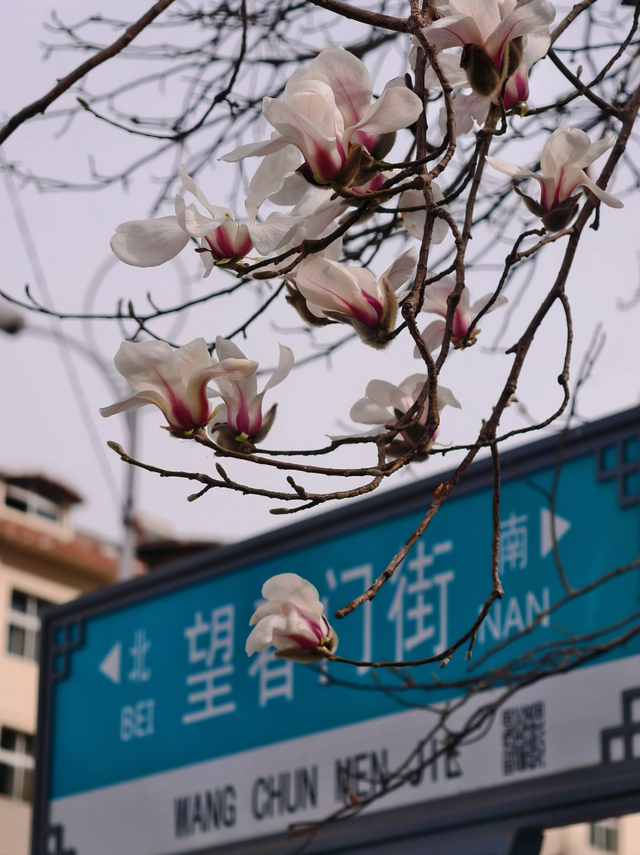 玉兰赏花地图来啦→转发保存！