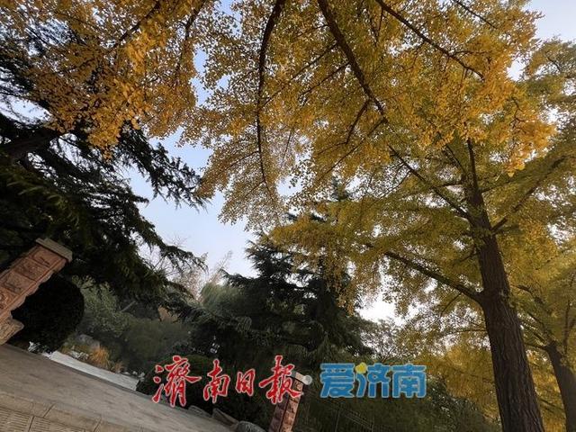 一年四季 泉在济南丨英雄山银杏大道披“金装”