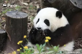 大熊猫“花花”被遗忘在外场，官方通报：已解雇饲养员图片