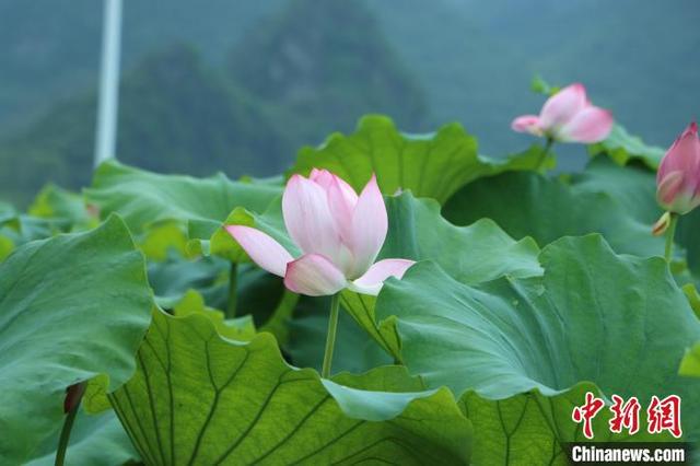广西柳州：盛夏荷韵引游人