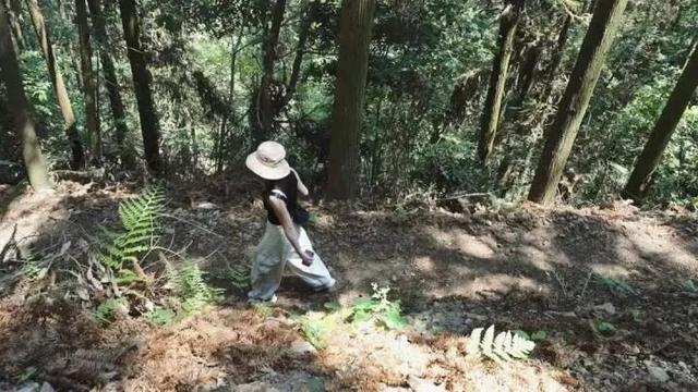 世界最大、亚洲唯一！今晨，他们在30000多棵楠木、8600亩森林，1500年的时光里奔跑......