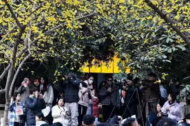 大兴善寺蜡梅绽放 吸引游人赏花拍照图片