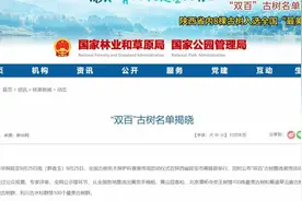 陕西：让古树名木常绿长青图片