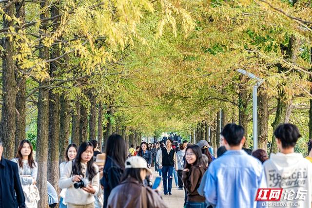 岁暖时刻丨暖冬长沙图鉴：烈士公园，藏不住的诗意光景