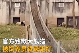 饲养员用铁锨驱打大熊猫被辞退：大熊猫未发现外伤，闭园3天整顿图片