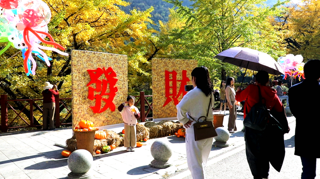 双牌：银杏黄 乡村火 “风景”变“产业”