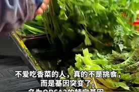 讨厌香菜是有原因的，香菜有股臭虫味不是错觉，不爱吃香菜可能是由基因决定的图片