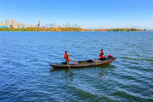 东湖南路上演初冬的浪漫：满径梧桐黄，一路保洁忙