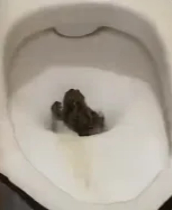 “别录了快拉我一把”，成都暴雨网友拍到青蛙被困厕所，拍摄者：后面应该逃走了