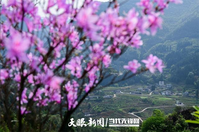 【多彩小水】万紫千红皆诗意,最爱小水多彩色|多彩之紫