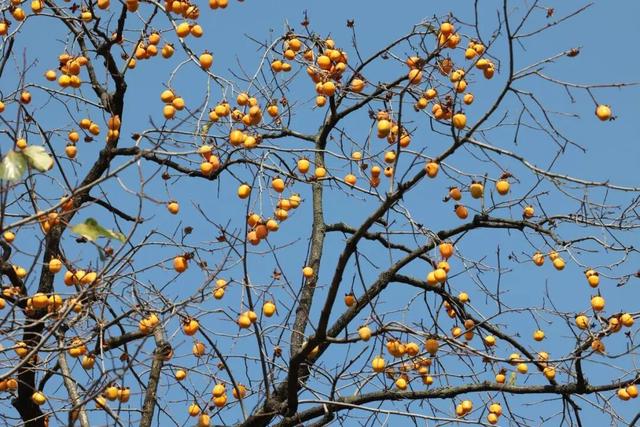 遇见丨开福上新色：捕捉开福黄调时刻