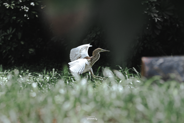 “春运都没这么多人”！深圳知名景区刷屏，网友纷纷“劝退”！