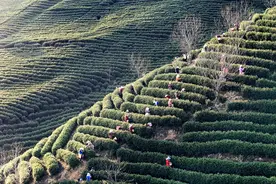 浙江安吉：安吉白茶迎来开采季图片